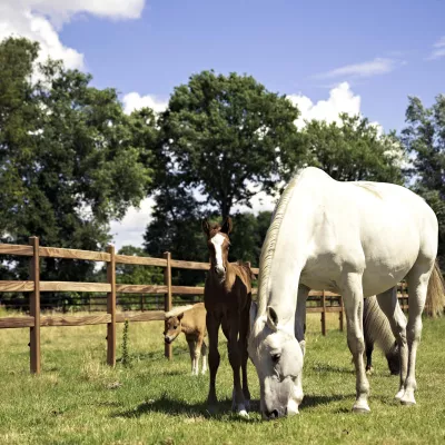 Paarden op een veld met houten omheiningen met vierkante palen en 3 rails