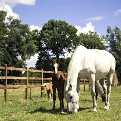 Paarden op een veld met houten omheiningen met 3 rails