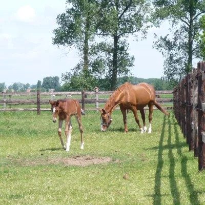 Houten omheiningen met ronde palen, drie rails en elektrische draden op een weiland met paarden