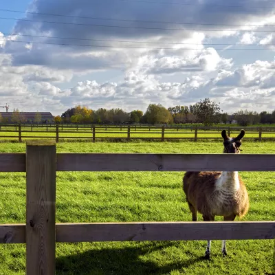 Een houten omheining met de planken vastgeschroefd aan de palen op een veld met alpaca's