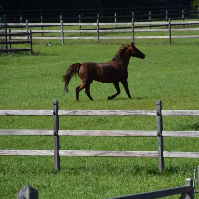 Houten omheiningen met 3 rails, vierkante palen en elektrische draden die een weiland met paarden omheinen