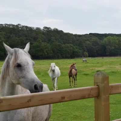 Paarden op een veld met houten omheiningen met drie rails en planken die door de vierkante palen glijden