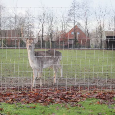 Omheiningen en poorten voor herten