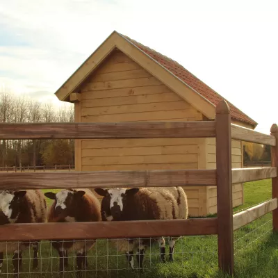 Schapen op een veld met een houten schuilstal en een houten hek met gaas erop