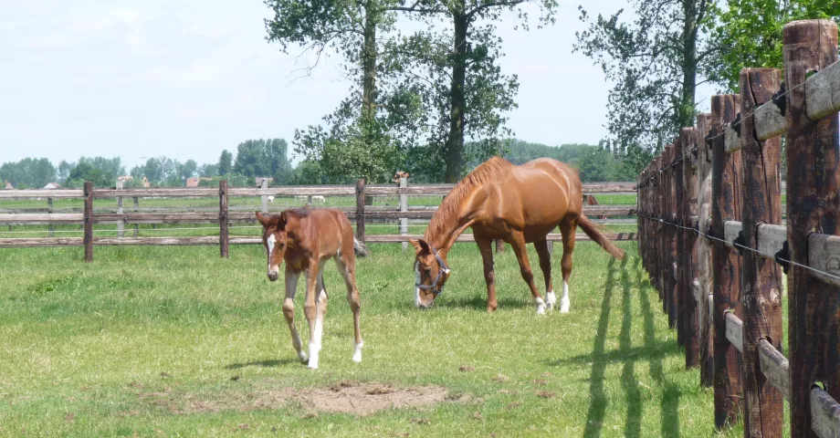 Houten omheiningen met ronde palen, drie rails en elektrische draden op een weiland met paarden