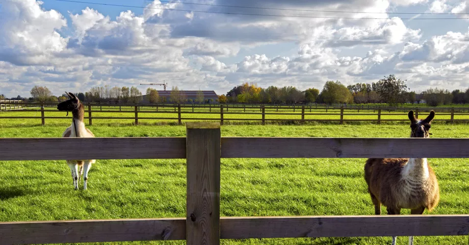 Een houten omheining met de planken vastgeschroefd aan de palen op een veld met alpaca's