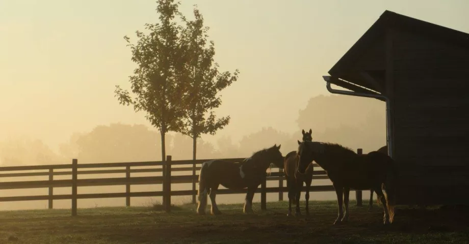 Een groep paarden op een weiland met houten omheining en een houten schuilstal